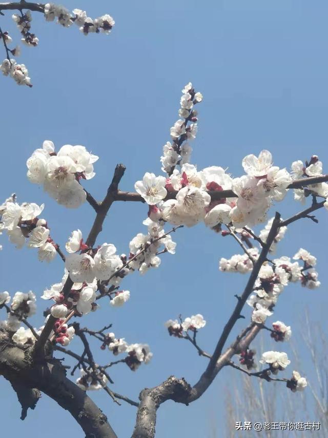 那年花开杏正黄 太阳信息网