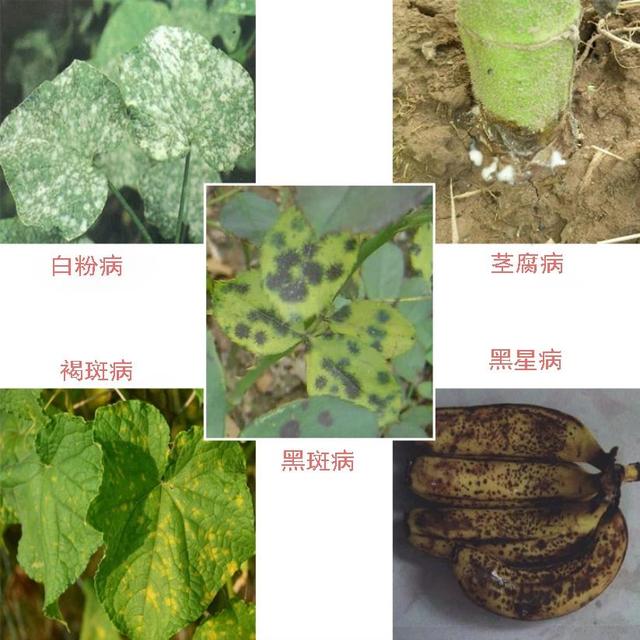 观赏植物病虫害详细用药指南，教你7种基本的药剂使用技巧11