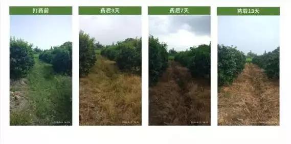 这3种除草剂，草铵膦、草甘膦、敌草快怎样用除草效果才最好？2