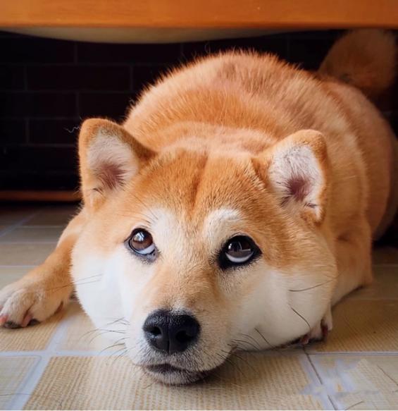 狗狗在家没精神出门状态特别好(狗狗突然没精神总趴着)-艾拉狗狗乐园