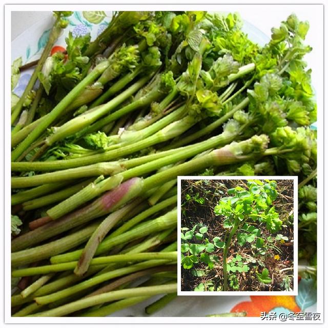 山野菜的做法
