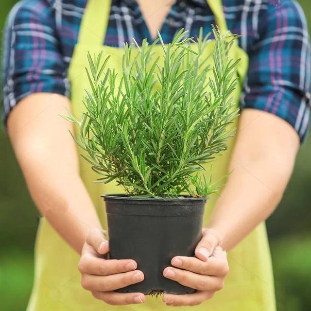 室内观叶植物