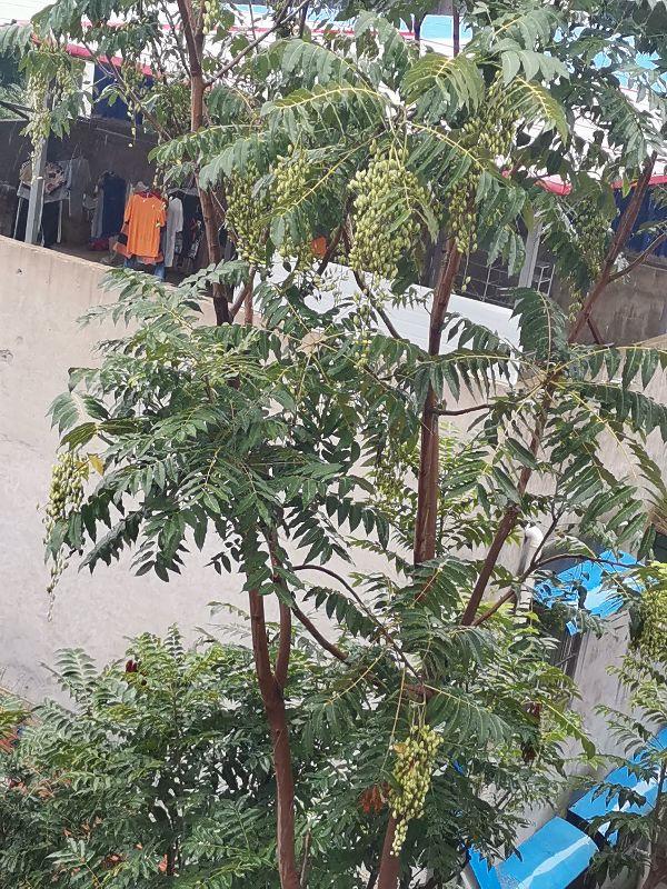 有没有人知道，这是什么果子？