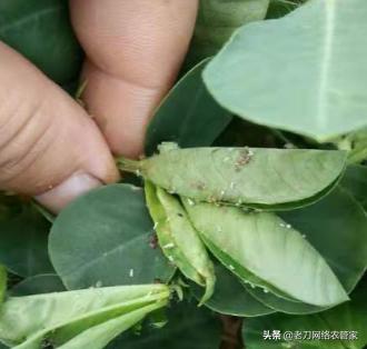 花生蚜虫综合防治措施！学到就是赚到