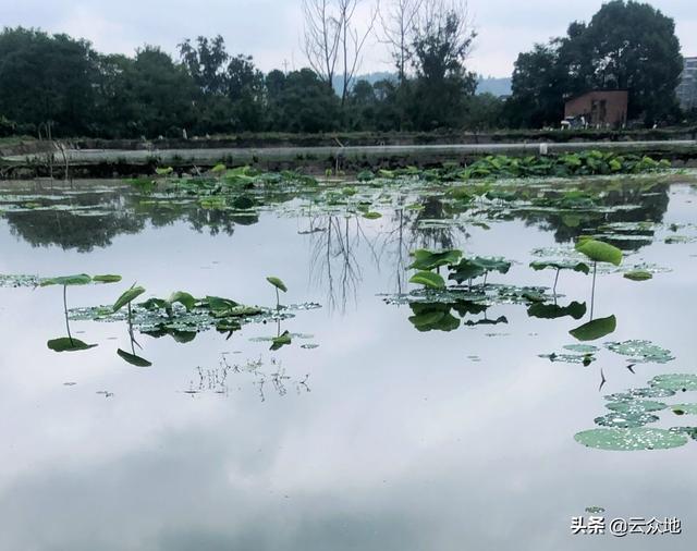 莲藕地蛆用什么药防治？掌握虫害发生特点，用3个方法高效防治4