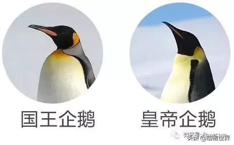 企鹅生活在哪里