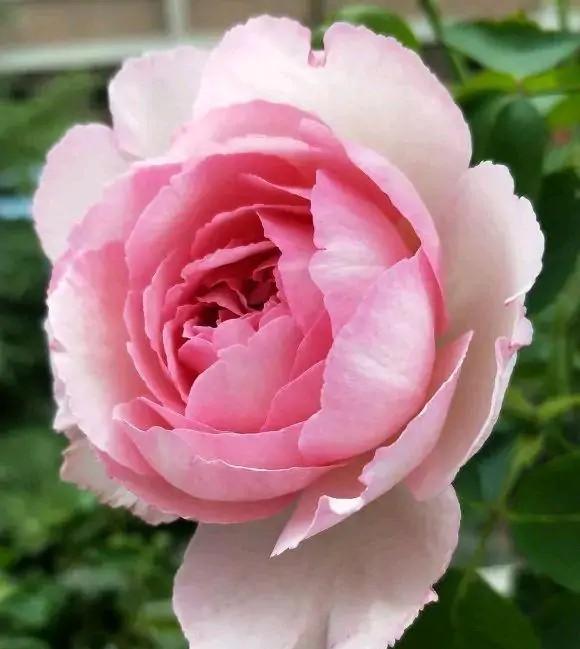 月季花品种