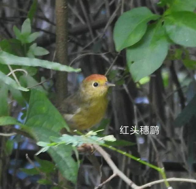 绒额鳾 绒额鳾（蓉e诉电子诉讼平台） 动物