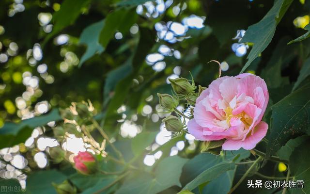 木芙蓉花