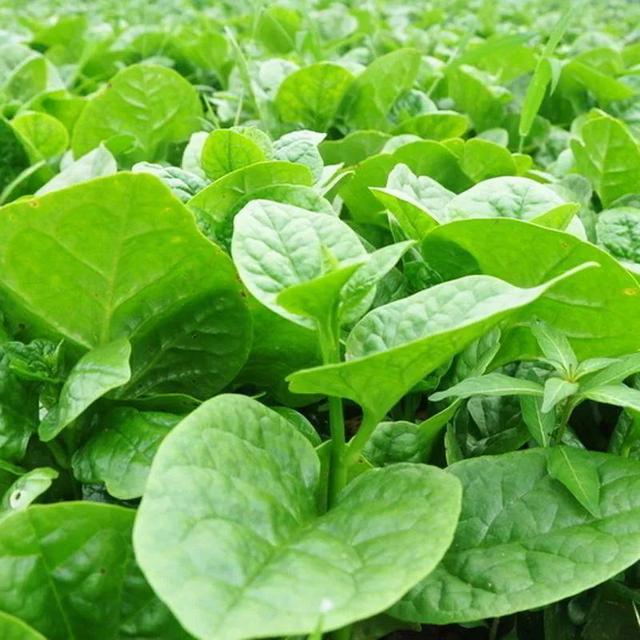 入冬后记得给孩子吃7种绿叶菜，维生素K含量高，价格也不贵