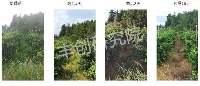 「果园实验」草铵膦和草甘膦哪个效果好？浓度不同，效果差多少？6