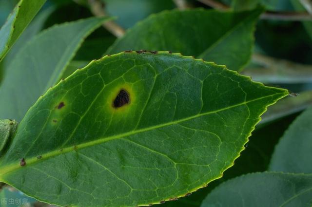 家里的花草爱生虫生病？盘点养花常用药，不再白花钱3