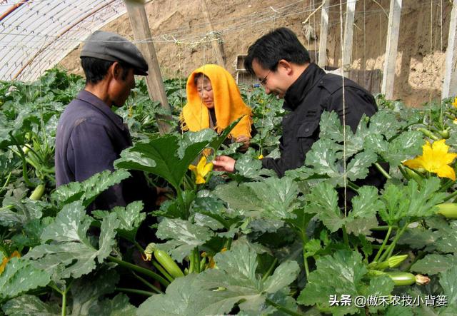 甲维盐和阿维菌素哪个杀虫效果更好？同样的药物价格、效果差在哪4