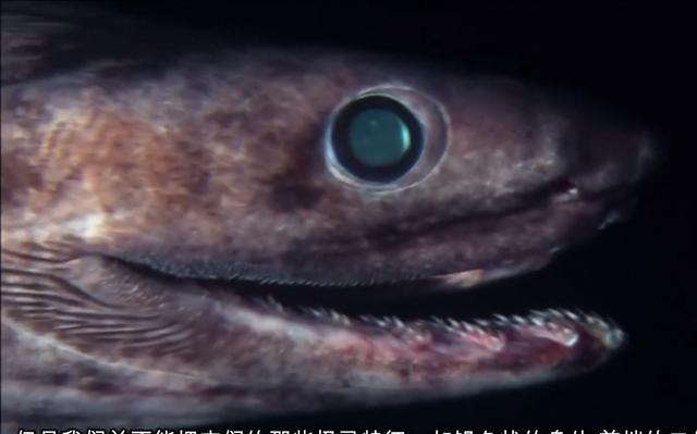 我国江苏发现2亿多年前的生物，世上真的有不老的生物吗？