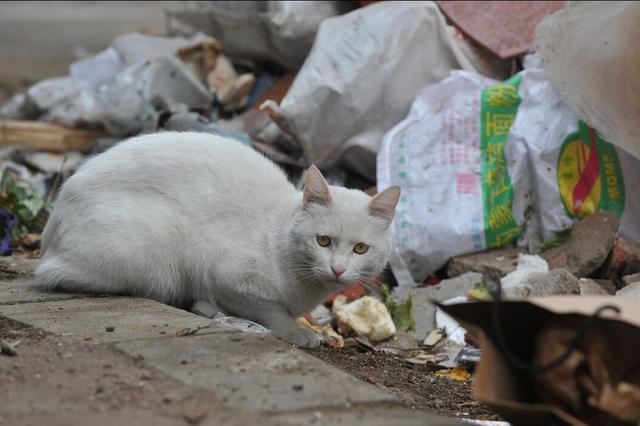 收养流浪猫