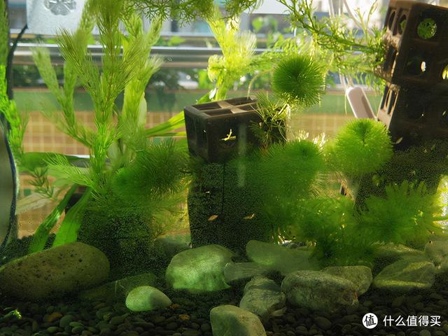 大蜗牛制砂机