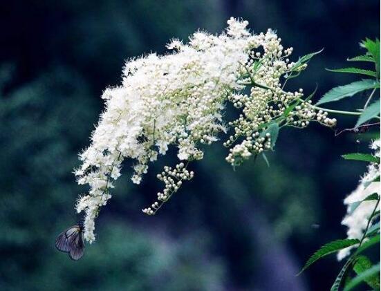 提根六月雪什么时候开花  六月雪什么时候开花