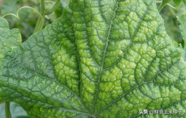 茄瓜果类蔬菜夏季高温期常见生理性障碍及防治措施3