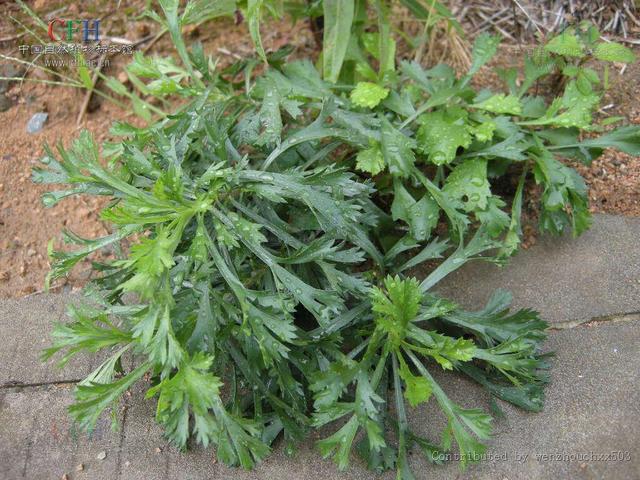 庵怎么读音庵闾子是什么中药