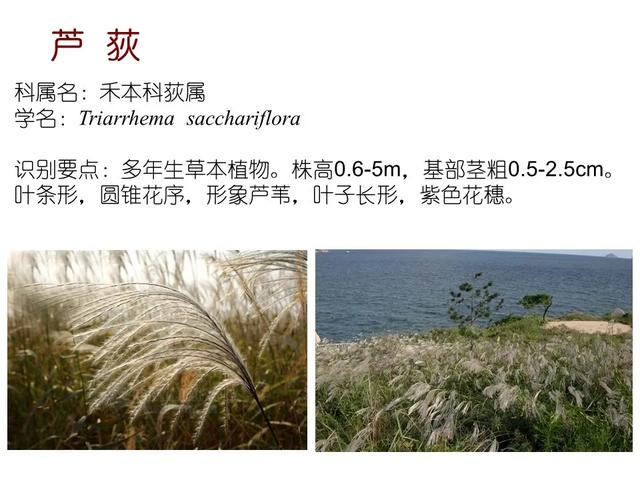 水生植物种类 水生植物种类（水生植物100种） 生活
