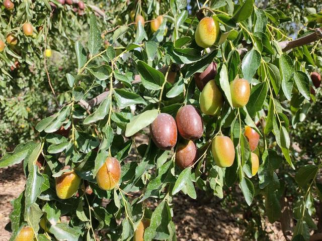 秋季健康饮食知多少？