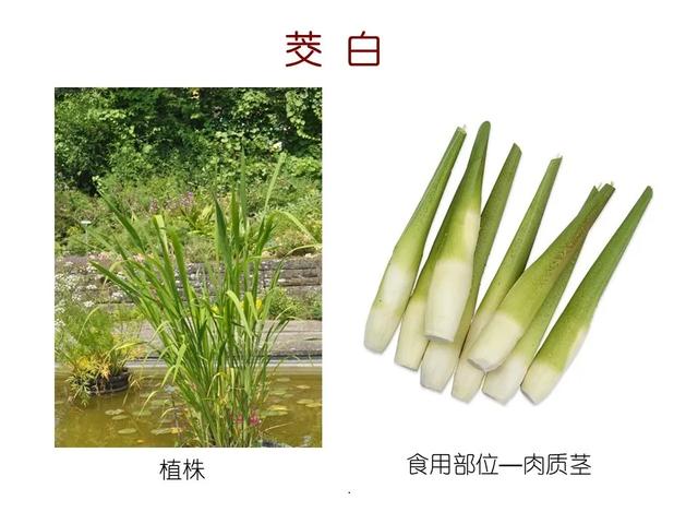 水生植物种类 水生植物种类（水生植物100种） 生活