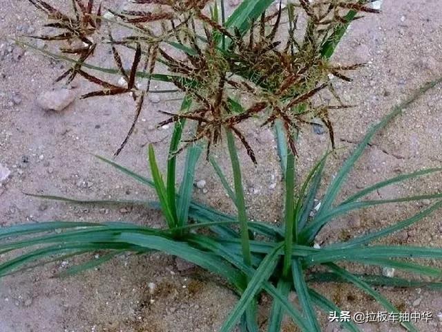 花生、大豆田香附子、马泡瓜如何防除