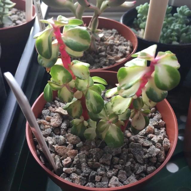 金枝玉叶植物