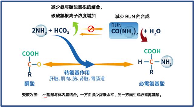 「每日一药」变废为宝的复方α酮酸片3