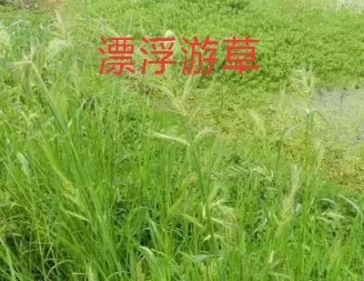 旱直播水稻技术/经验交流(二)一一芽后除草几个关键怎么办？14