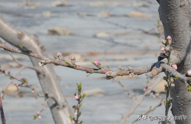 各地桃树鲜花盛开后，正是桃蚜开始一年猖狂时，怎么办7