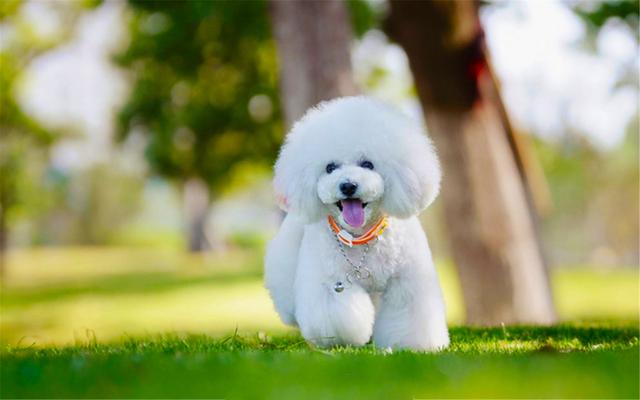 十大适合家养小型犬建议穷人养的10种狗博美