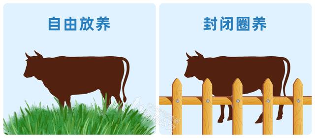牛排图片大全大图高清  牛排图片