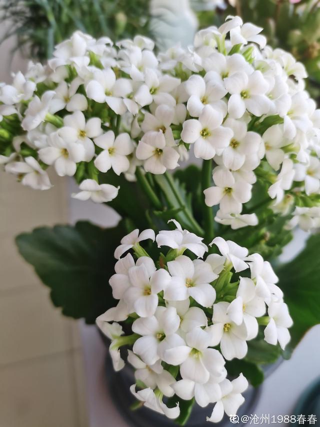 长寿花 长寿花（长寿花不开花光长叶子是什么原因） 生活