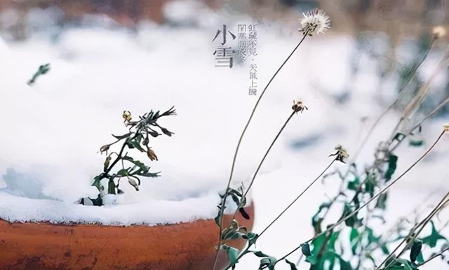 小雪至，寒渐浓！深藏以养阳，做好“两清一防一补”