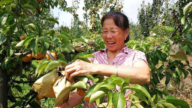 农民种梨树，什么时候进行套袋？套袋技术要点有哪些？果农需知