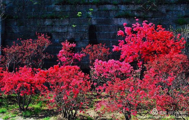 杜鹃花语