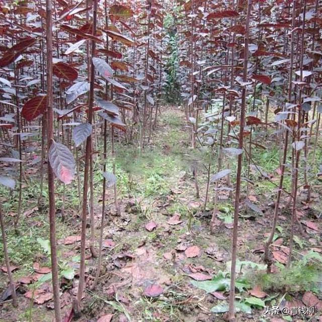 稠李 稠李（稠李树） 生活