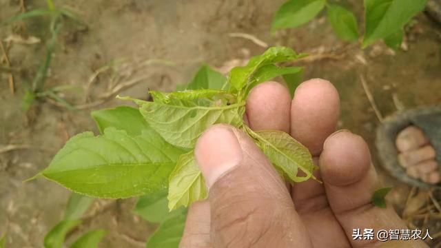 玉米粘虫爆发难防控？那是你没用对药，这样做虫卵通杀效果翻倍3