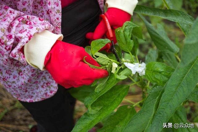 芝麻什么时候打顶好？掌握正确时期巧打顶，芝麻产量节节高