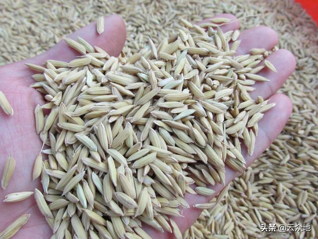 2020年早稻如何种，怎么选择早稻品种？种植有哪些技术要点？3