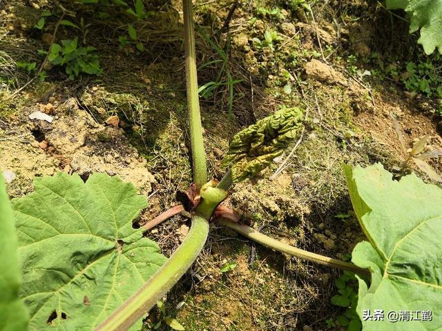 大黄苗后除草咋成？药到草锄，高效禾阔双除，省时省力太简单7