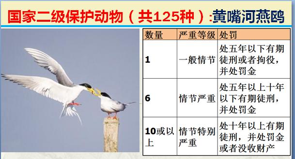 国家二级保护动物