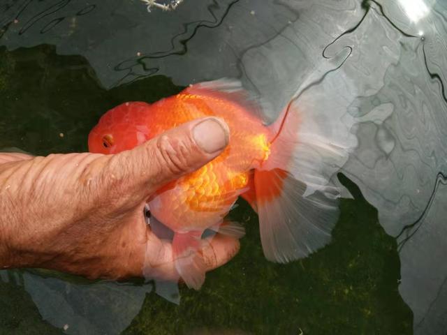 金鱼的饲养方法 金鱼的饲养方法（泰狮金鱼的饲养方法） 动物