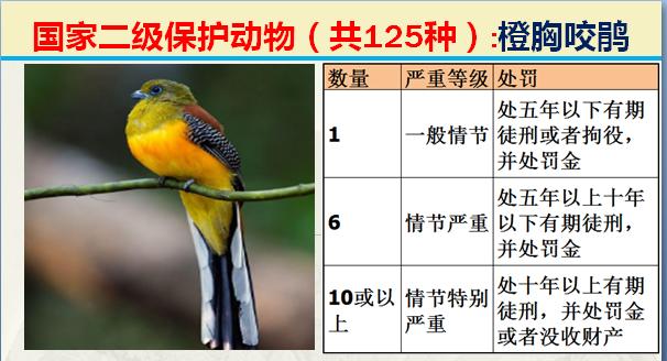 国家二级保护动物