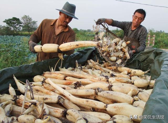 立冬前后，记得多吃“三红三白”，有营养又保暖，可以食用