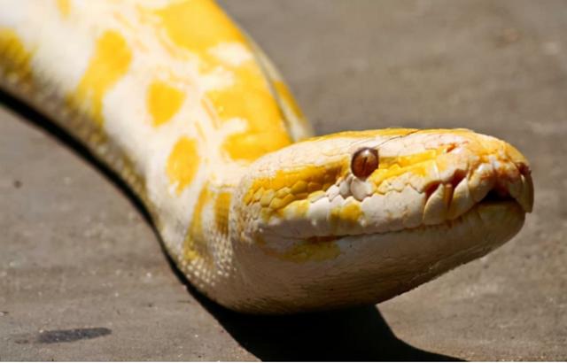 黄金蟒价格(黄金蟒准备吃人前兆) 资讯 第3张