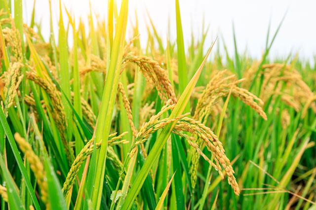 水稻后期管理需要加把劲，4项关键措施要做到位，才能确保高产
