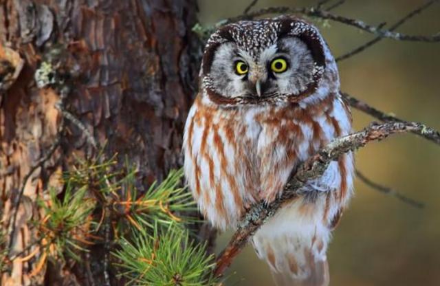 鸱怎么读,鸱的读音和意思)