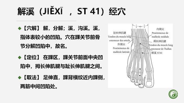 足阳明胃经与腧穴